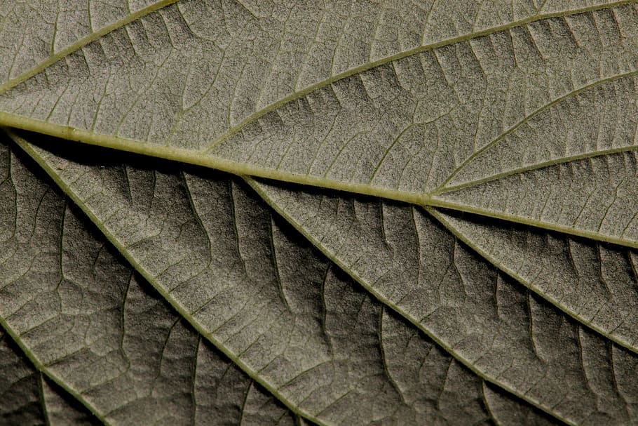 raspberry leaf, bottom, close up, plant, garden, structure, HD wallpaper