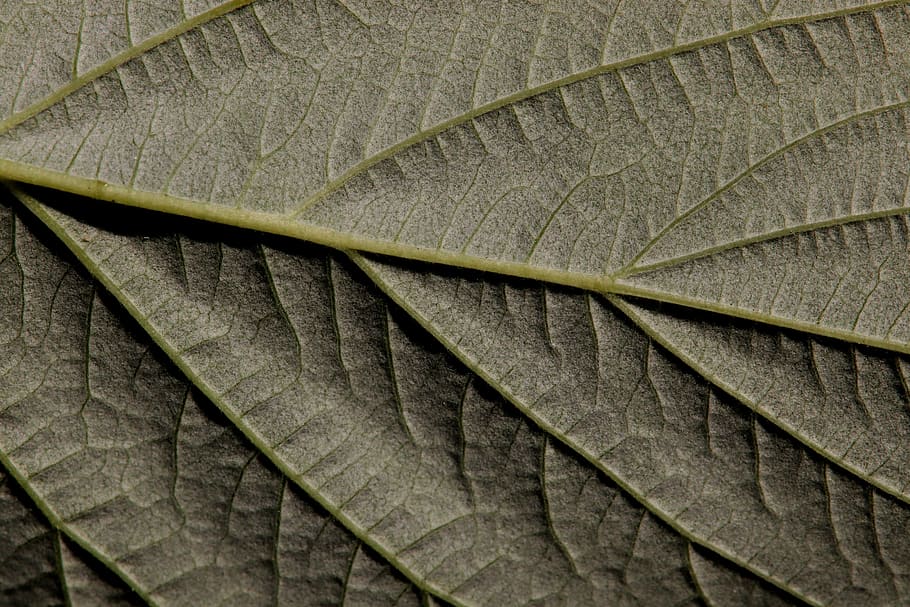 raspberry leaf, bottom, close up, plant, garden, structure HD wallpaper