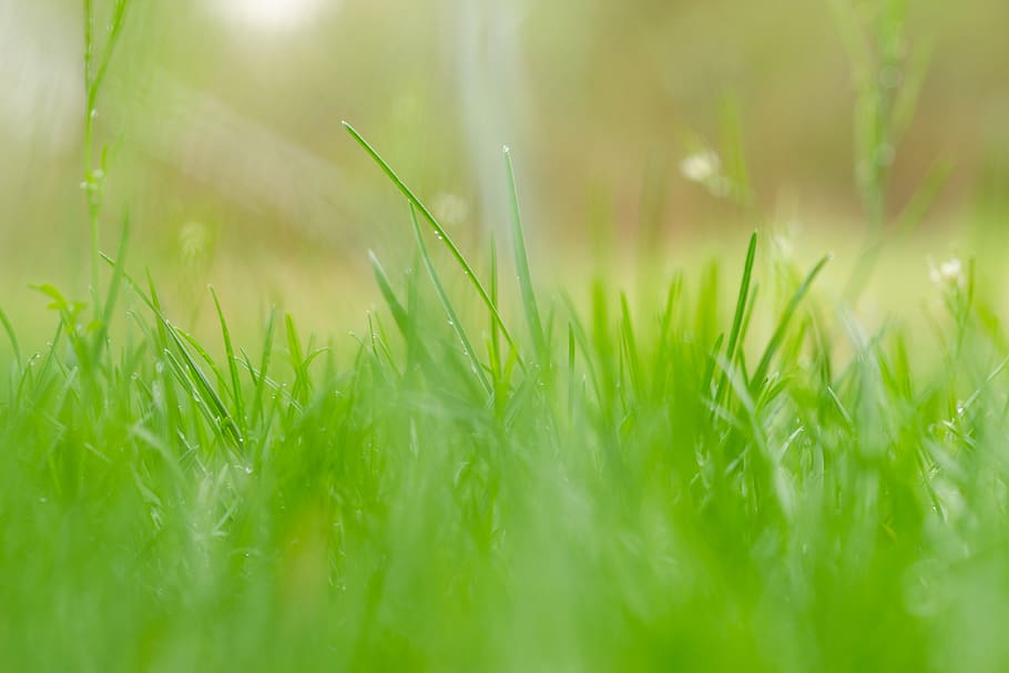 green color, plant, nature, selective focus, grass, field, land HD wallpaper