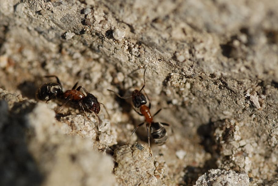 ants, spring, park, nature, yellow, insect, small, animal wildlife HD wallpaper