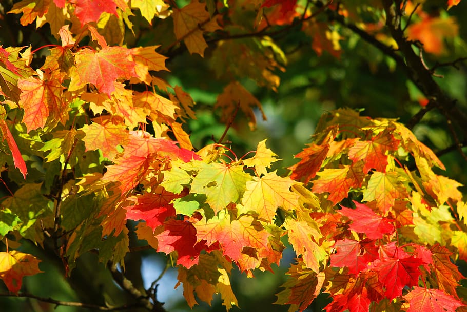 Yellow and Red Leaf Trees, fall foliage, maple, plant part, autumn HD wallpaper