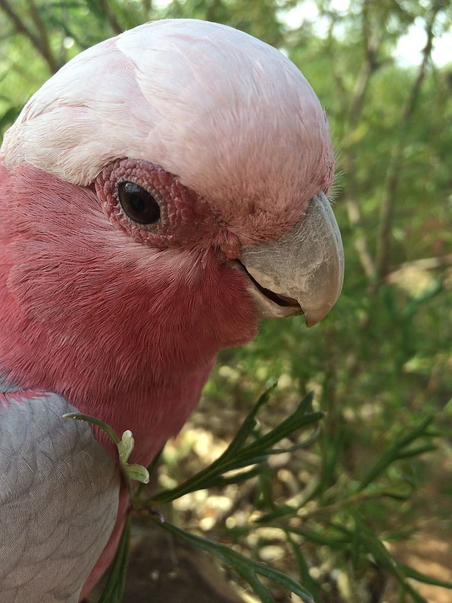 australia, alice springs, australian bird, rose-breasted cockatoo