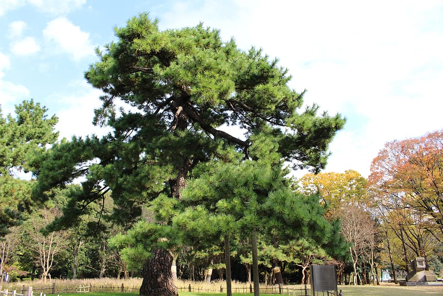 japan, park, tree, nature, plant, sky, growth, day, no people HD wallpaper