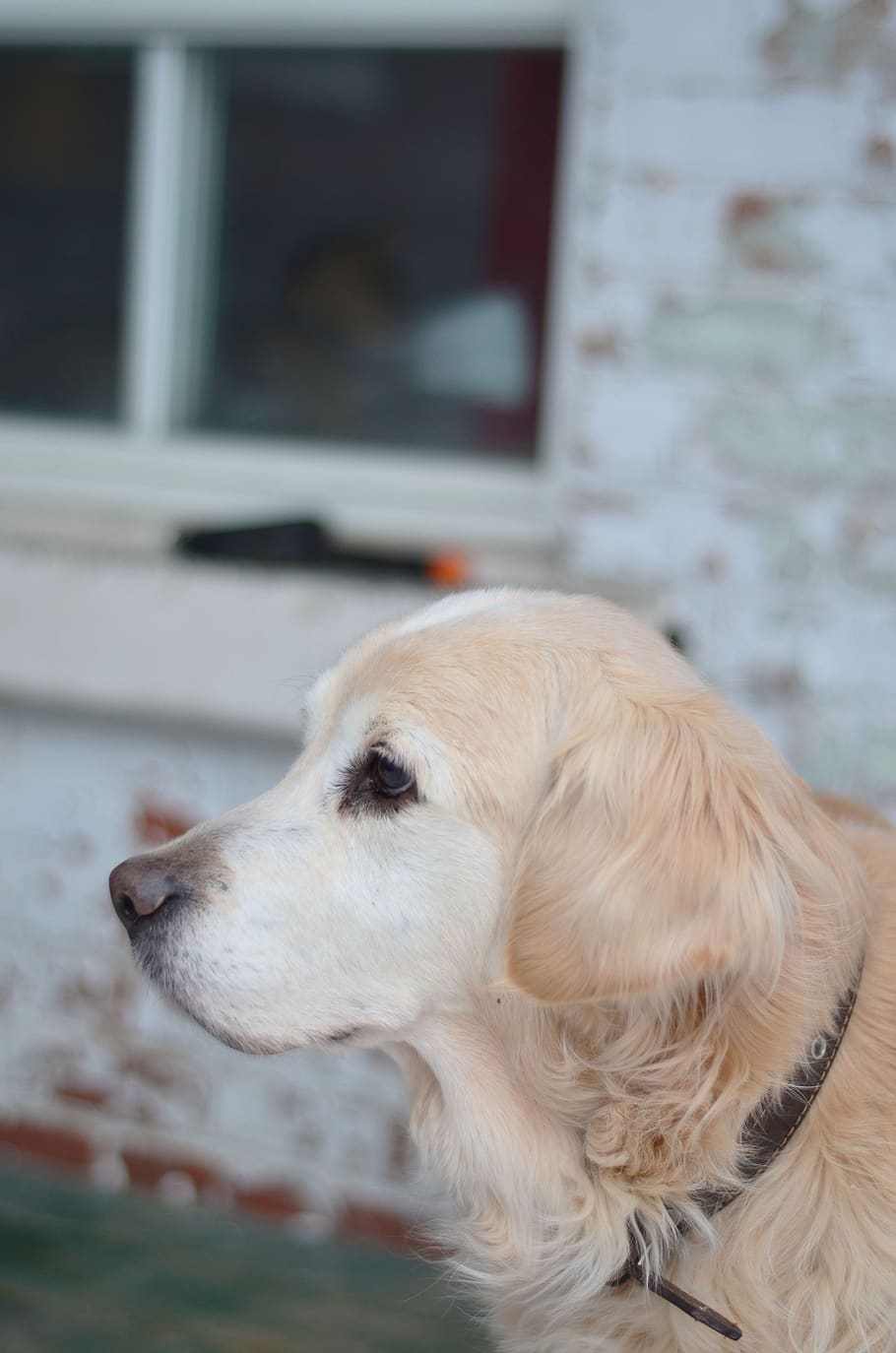dog, golden retriever, old dog, lady, aged, senior, senior dog, HD wallpaper