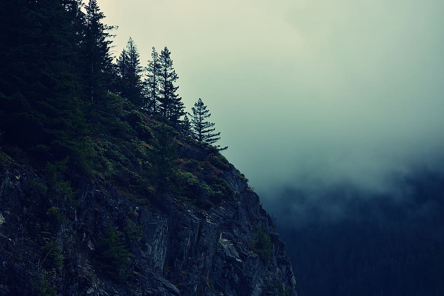 cliff with green trees surrounded by fog, plant, conifer, flora