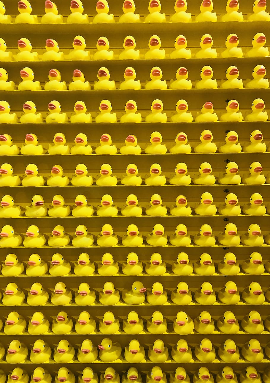 hd-wallpaper-united-states-chicago-rubber-duck-rubber-ducks-color