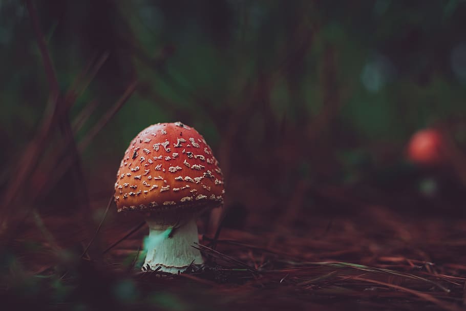 red mushroom, fungus, fly agaric mushroom, land, toadstool, vegetable HD wallpaper