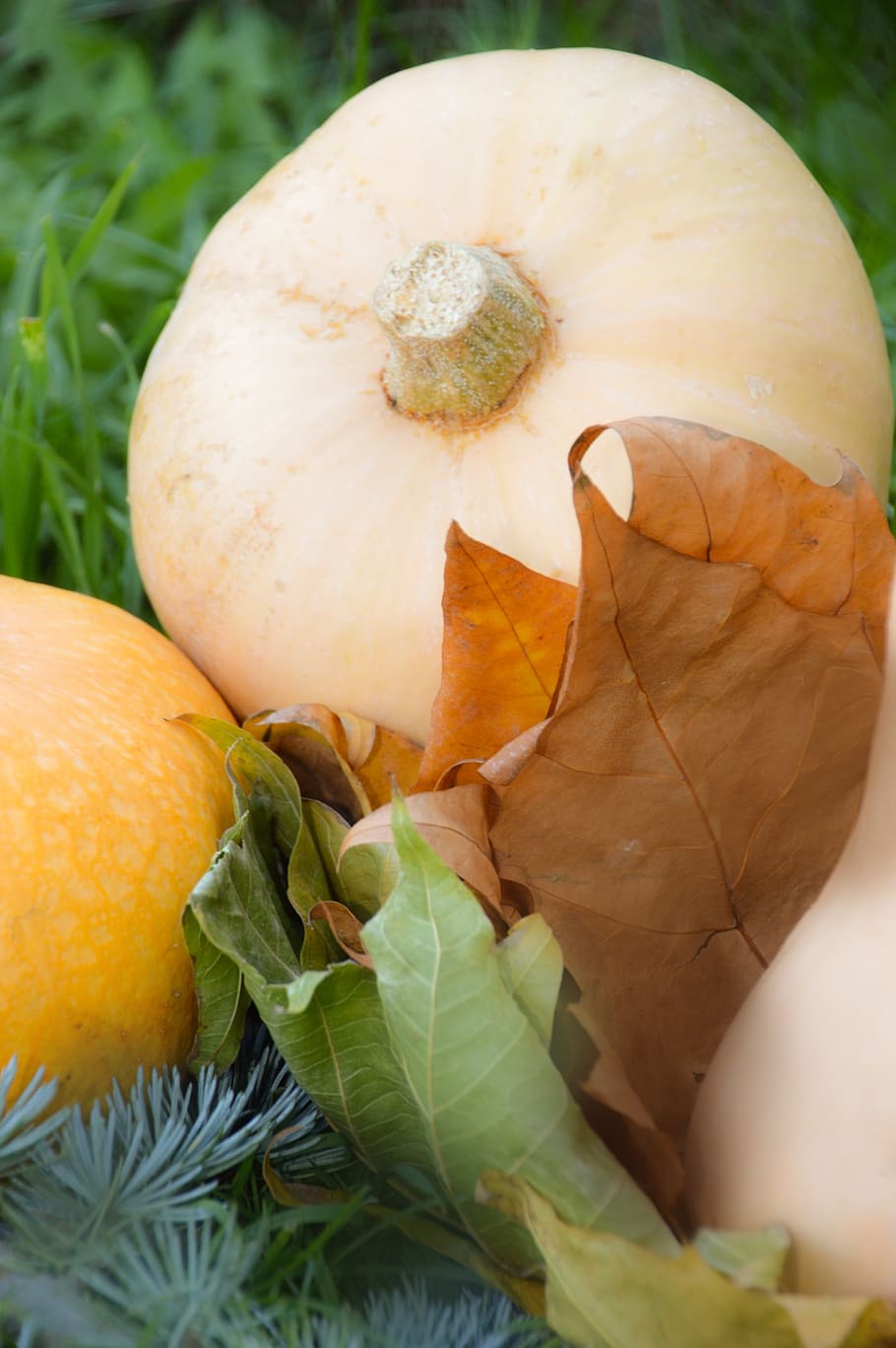 pumpkin, squash, vegetable, fall, halloween, food, vegetable garden HD wallpaper
