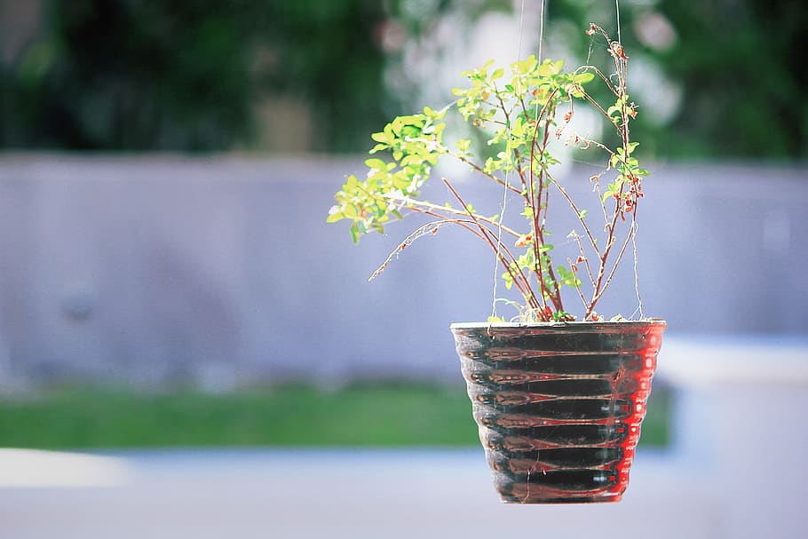 Green Leafed Plant in Black Pot, blurred background, colors, daylight HD wallpaper