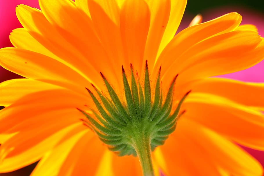 flower, below, stalk, yellow, nature, blossom, bloom, summer HD wallpaper