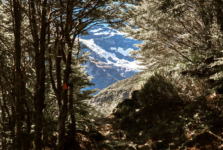 mountain covered with trees, plant, abies, fir, new zealand, nature HD wallpaper