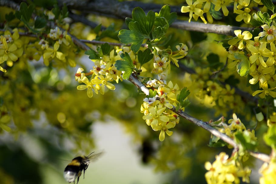 spring, branch, yellow, flowers, plant, season, leaves, colorful HD wallpaper