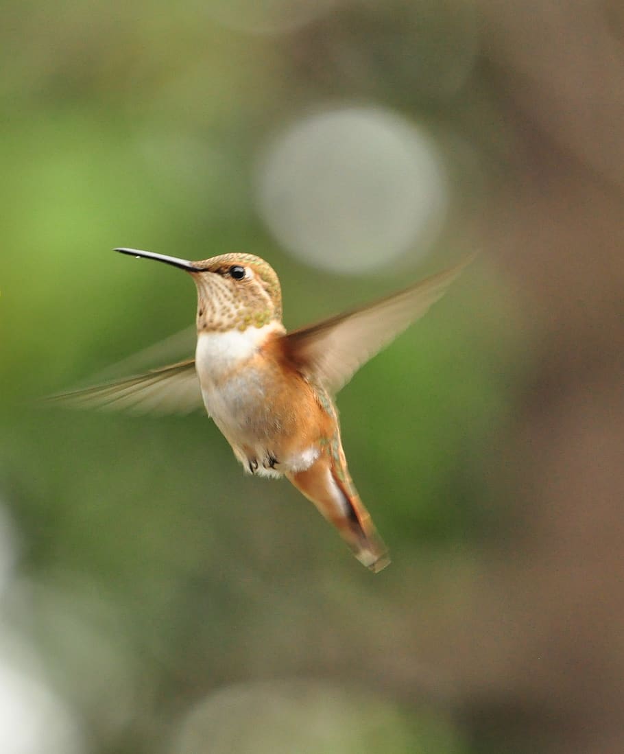 animal themes, bird, one animal, vertebrate, animal wildlife HD wallpaper