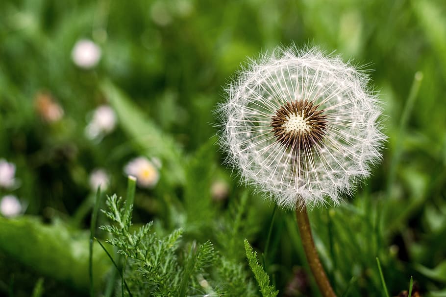 flower, dandelion, spring, meadow, grass, flora, nature, summer HD wallpaper