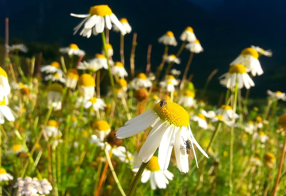 chamomile, meadow, summer, nature, flower meadow, blossom, bloom HD wallpaper