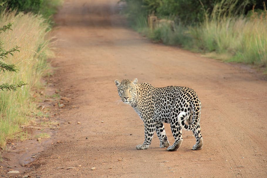leopard on dirt road, animal themes, big cat, animal wildlife HD wallpaper