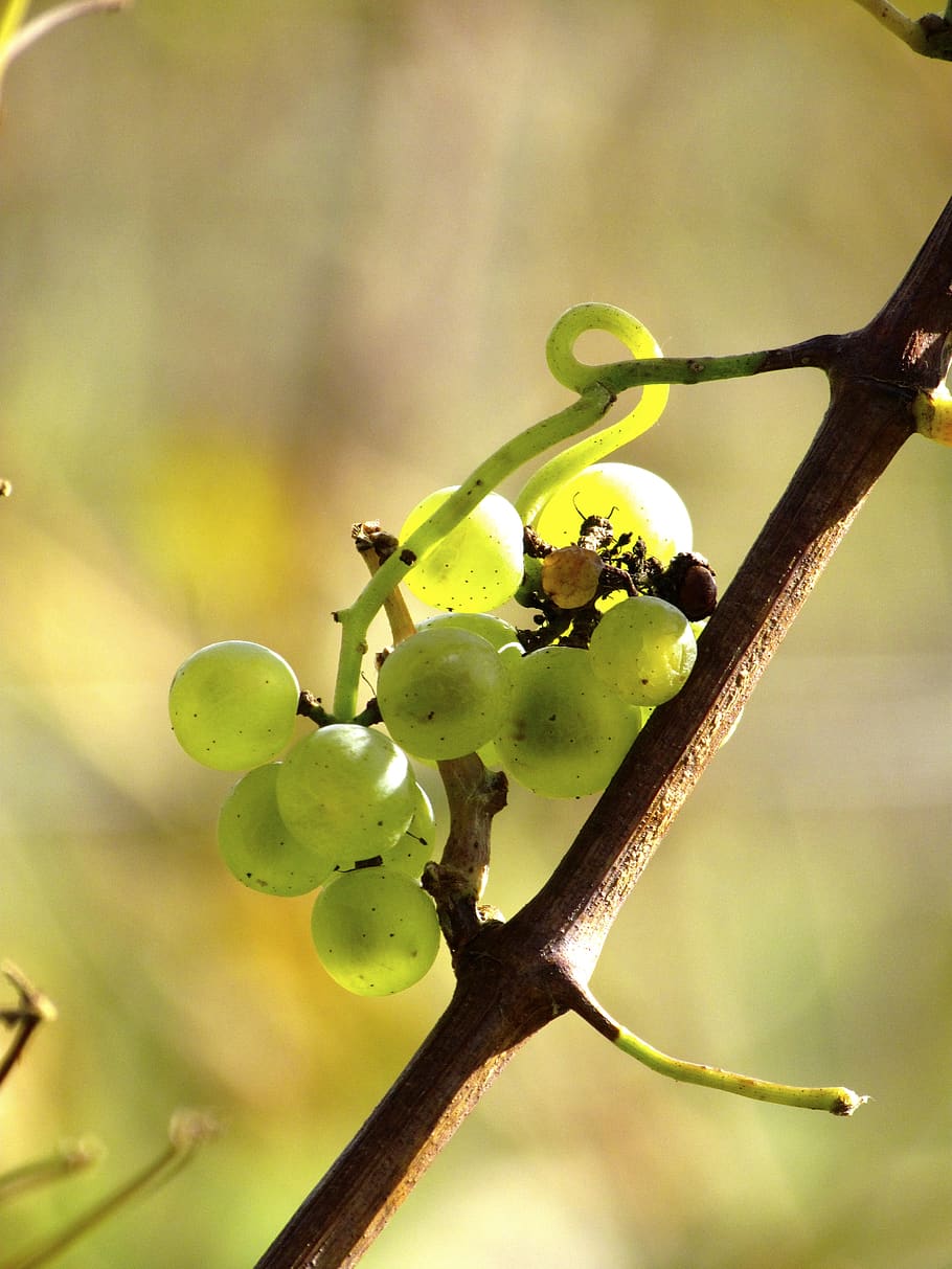 grapes, vineyard, fall, autumn, wine, farm, bokeh, plant, growth HD wallpaper