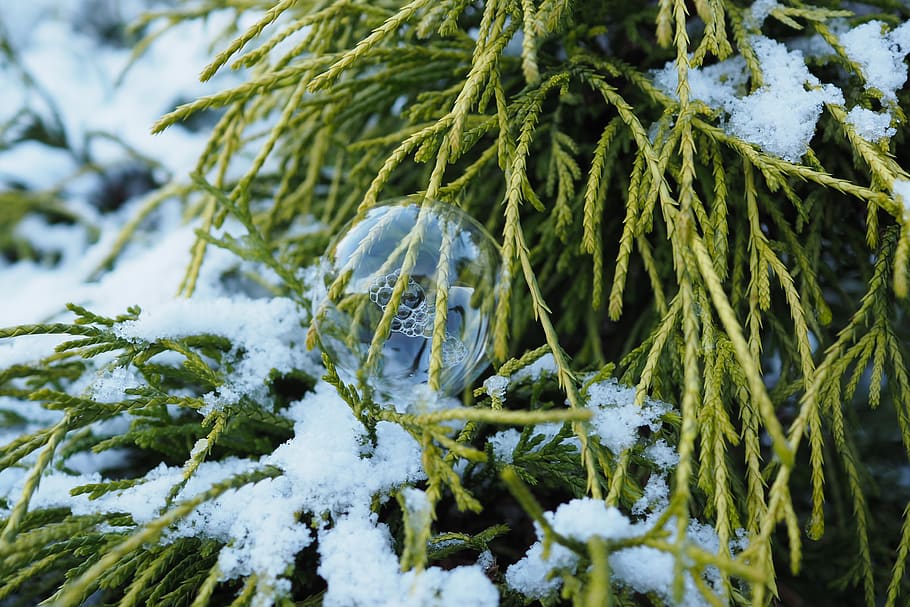 bubble, winter, frozen, snow, nature, cold temperature, plant HD wallpaper