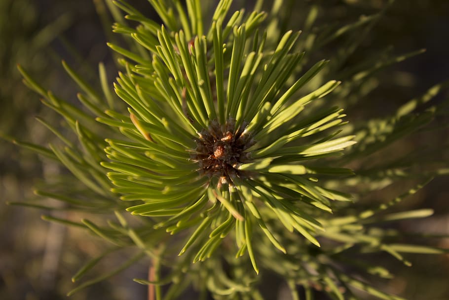 tree, pine, pine tree, symmetry, plant, life, circle, nature HD wallpaper