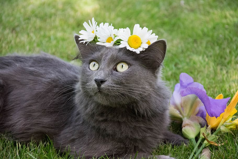 cute, animals, pet, cat, flowering plant, animal themes, nature HD wallpaper
