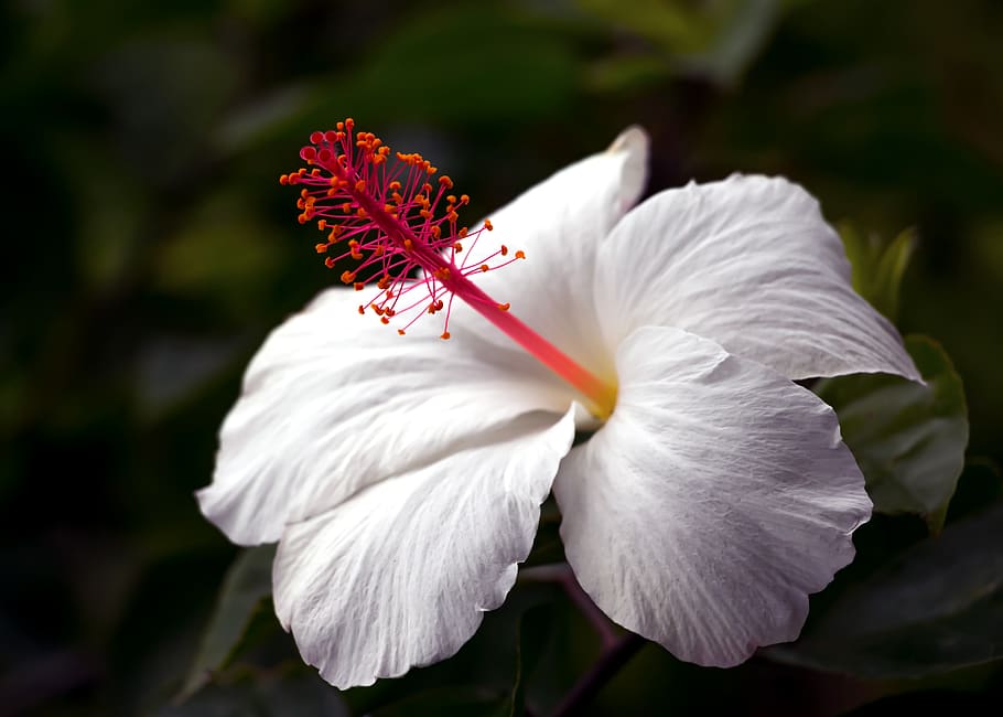 hibiscus, hawaii, tropical, flower, blossom, aloha, flora, botanical