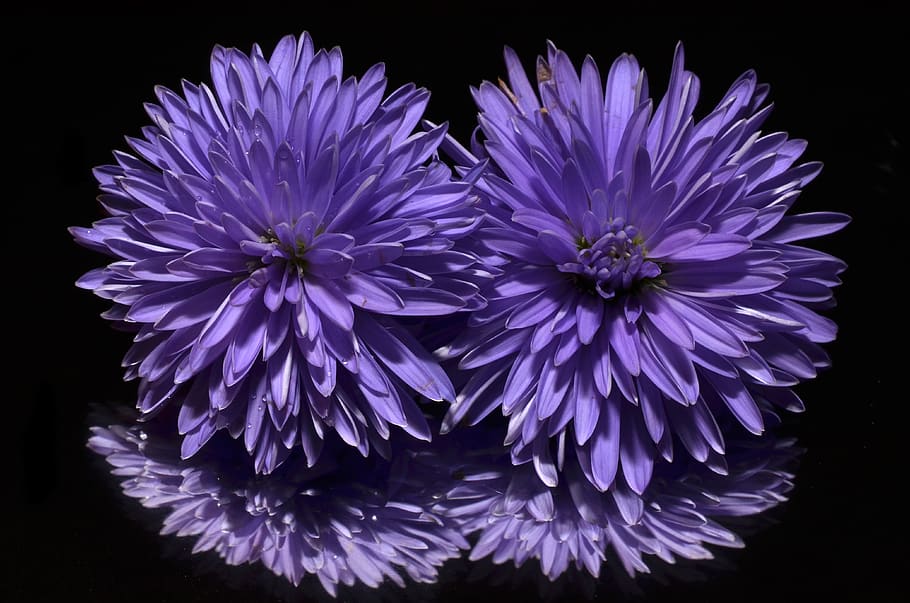 Yellow Flower Macro Photography, aster, bloom, blossom, flora HD wallpaper