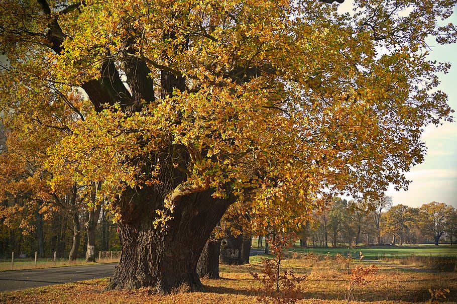oak, old, trees, deciduous trees, old oaks, centuries, tribe HD wallpaper