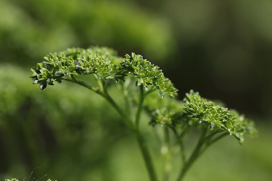 culinary herbs, spice, green, close up, parsley, fresh, plant HD wallpaper