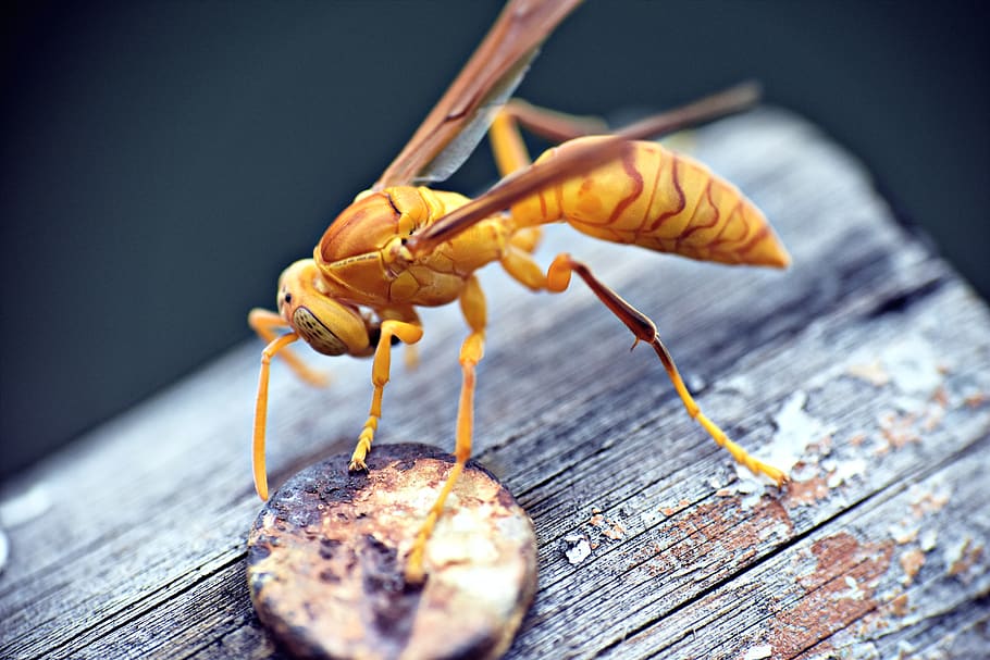 paper wasp, ropalidia marginata, insects, yellowjackets, close-up, HD wallpaper