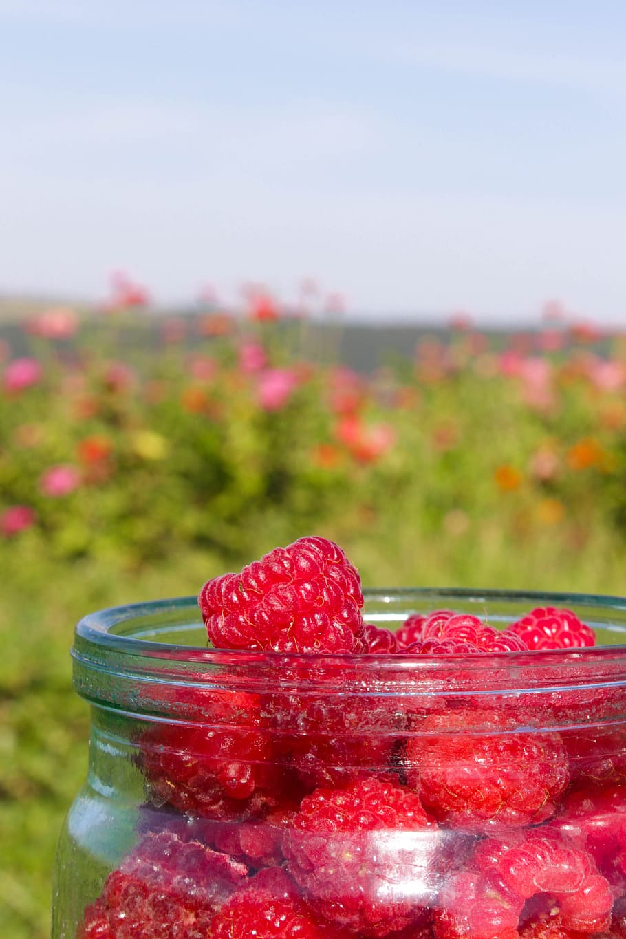 raspberry, summer, red, vitamins, nutrition, fresh, garden HD wallpaper