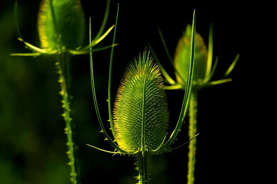flower, plant, macro, botany, green color, growth, beauty in nature HD wallpaper