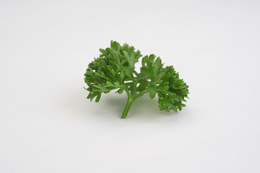parsley, vegetable, green, leaf, studio shot, food and drink HD wallpaper