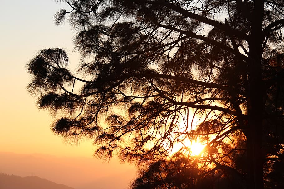 Silhouette Of Tree, branches, dawn, sky, sunset, plant, beauty in nature HD wallpaper