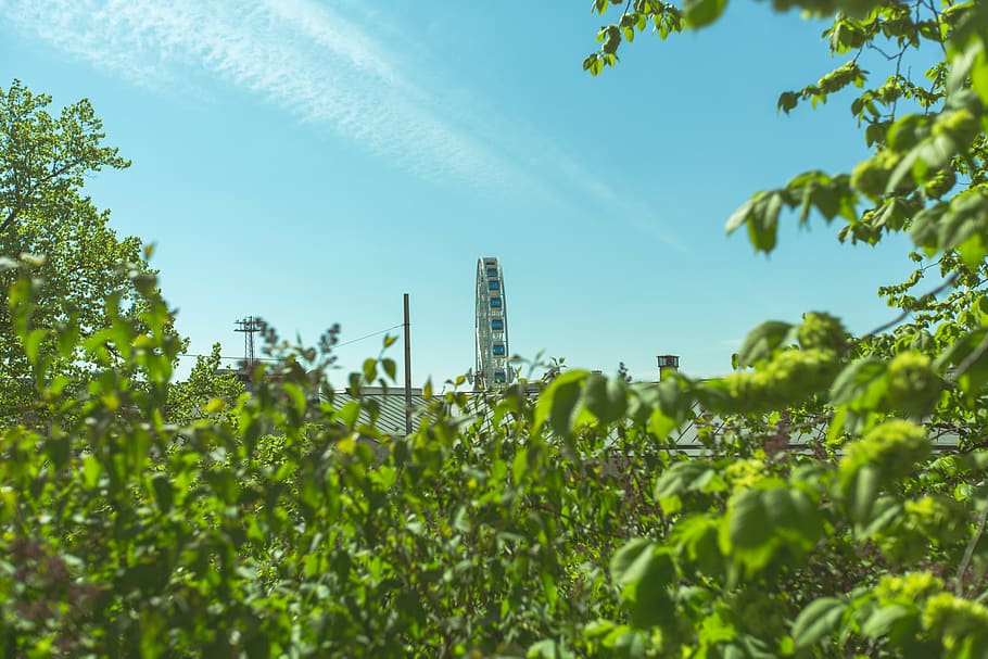 trees, sky, city, sun, summer, plant, growth, nature, green color HD wallpaper