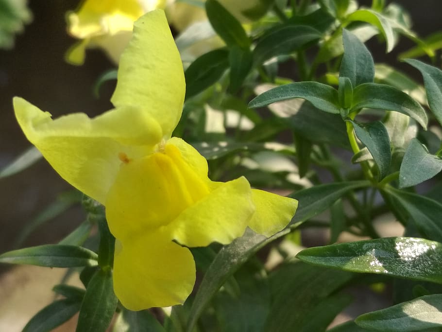 india, muzaffarpur, closeup, petals, blossom, plant, flower HD wallpaper