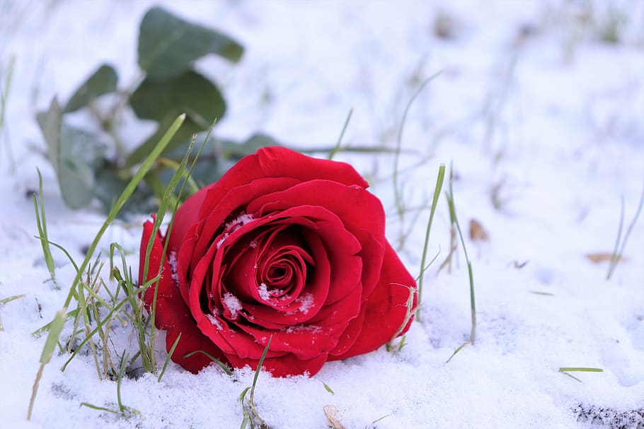 red rose in snow, grass, love symbol, winter, romantic, snowflakes