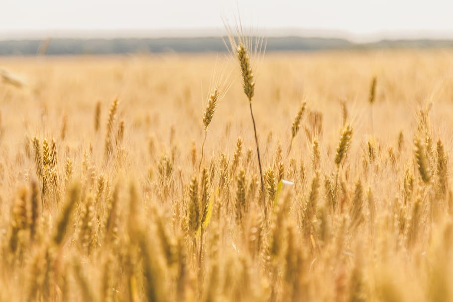 romania, bread, rural, canon, vegan, abstract, yellow, grain HD wallpaper