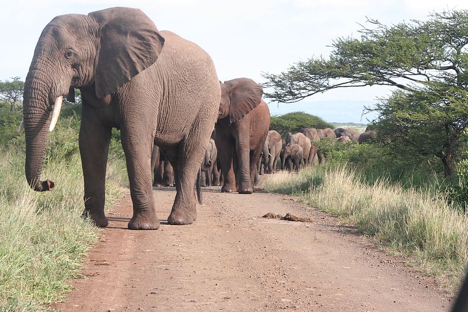 elephant, elephants, herd, nature, africa, safari, animals HD wallpaper