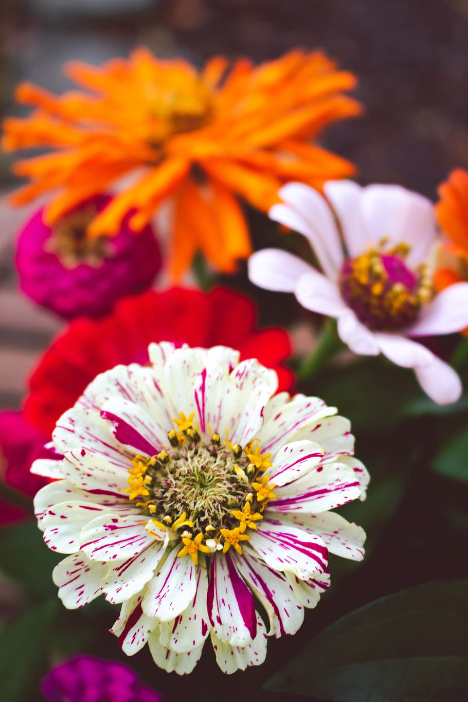 united states, college place, flowering plant, petal, freshness HD wallpaper