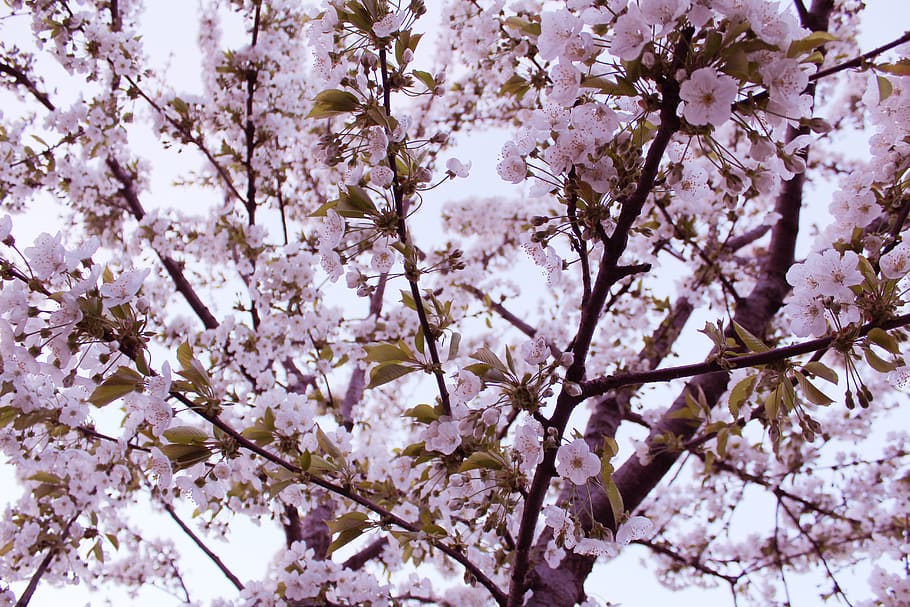 purple flower tree during daytime, plant, blossom, cherry blossom HD wallpaper