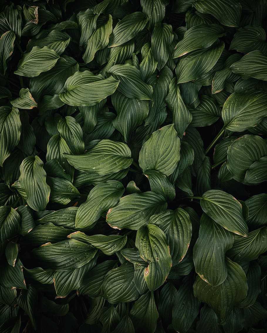 green leafed plans, botanical, greenery, leafs, green leaves, HD wallpaper
