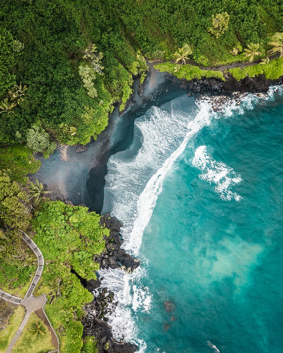 aerial view of seashore and trees, ocean, forest, sand, beach HD wallpaper