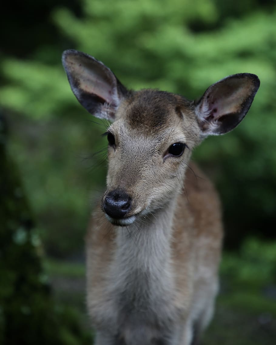 brown deer, mammal, one animal, animal wildlife, animals in the wild HD wallpaper