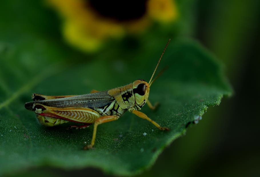 grasshopper, insect, nature, green, summer, animal, creature HD wallpaper