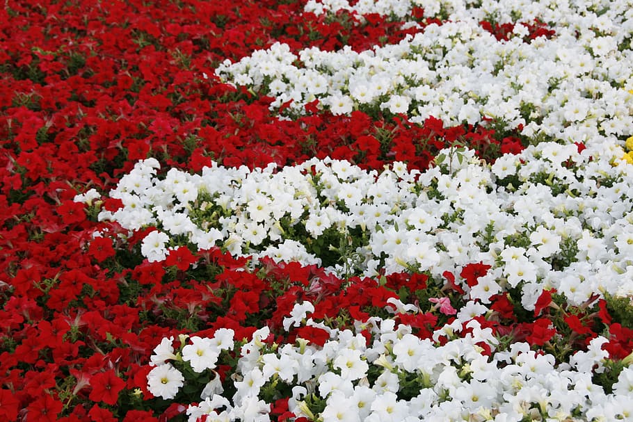 background, red, beautiful, bloom, colorful, floral, flower HD wallpaper
