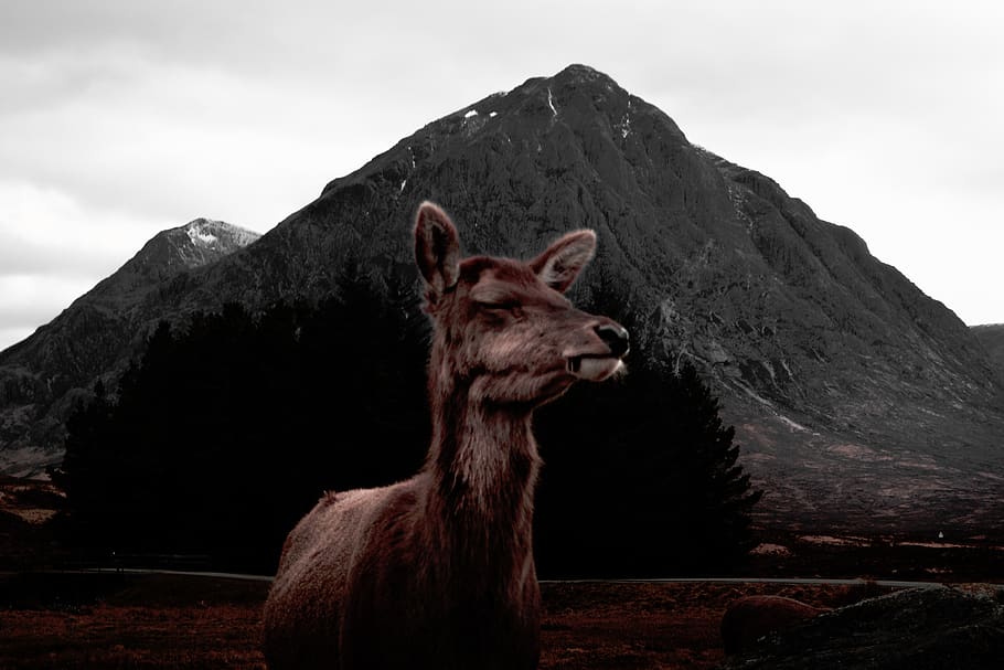nature, mountains, sky, clouds, animals, goat, one animal, animal themes HD wallpaper
