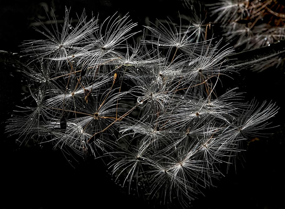 dandelion, spring, flower, drop, light, detail, filament, seed HD wallpaper