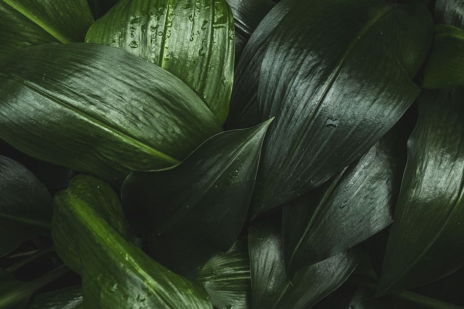 green-leafed plant, freshness, green color, vegetable, close-up HD wallpaper