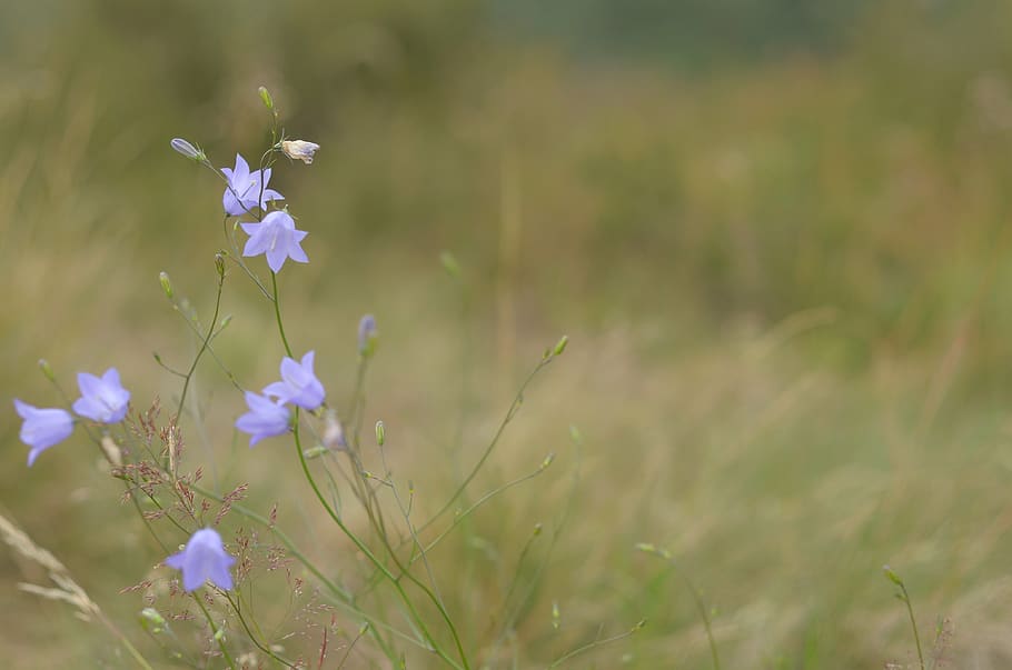 netherlands, vierhouten, flowering plant, growth, fragility HD wallpaper