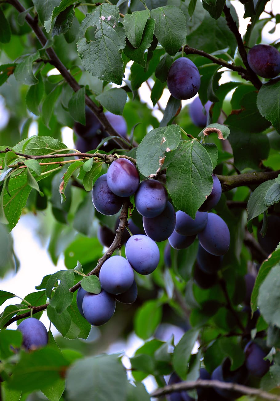 plums, fruit, fruits, ripe, violet, branch, blue, healthy, plum tree, HD wallpaper